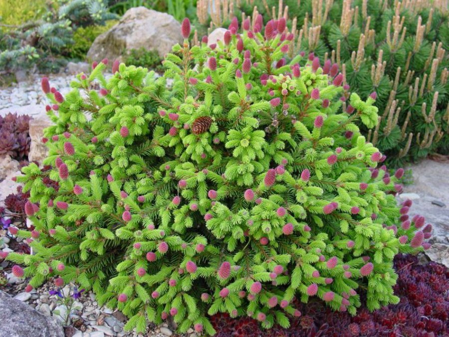 Ель обыкновенная Пуш