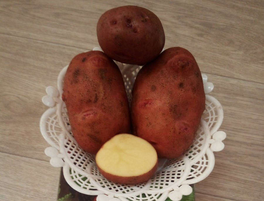 Картофель Вектар
