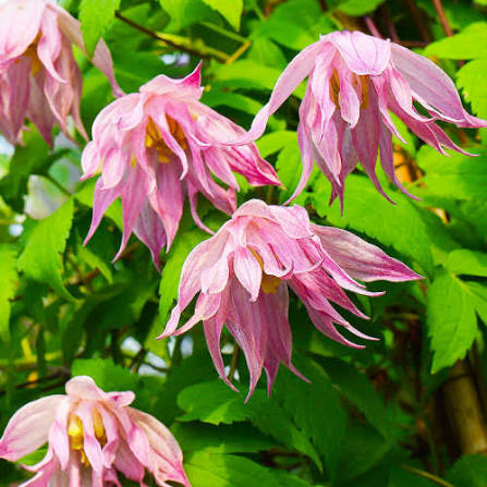 Клематис Pink Dream