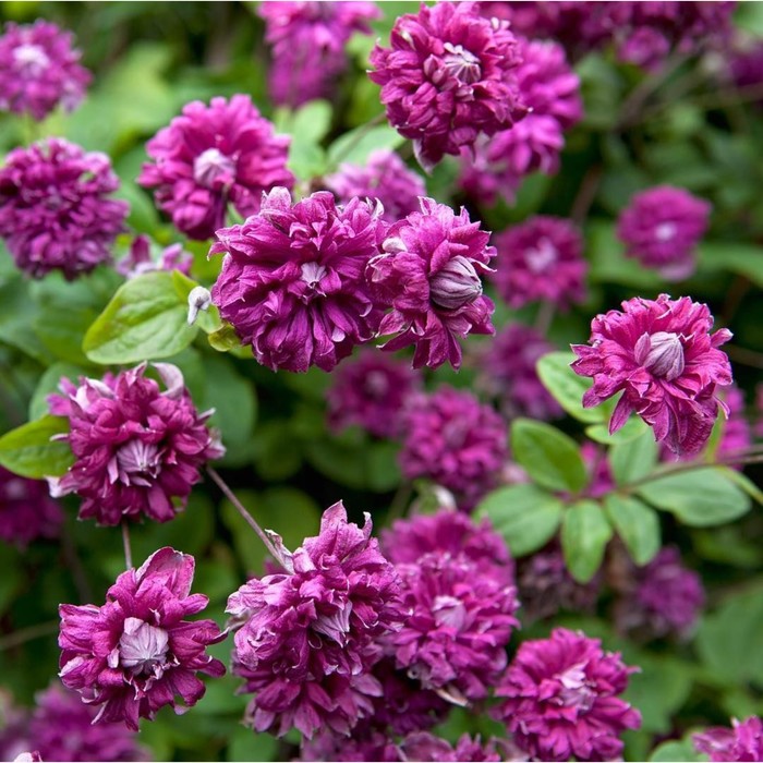 Клематис Purpurea Plena Elegans