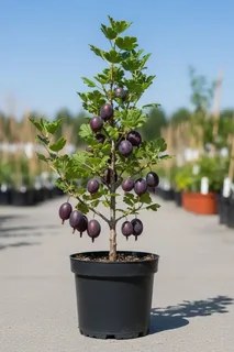 Крыжовник Черносливовый