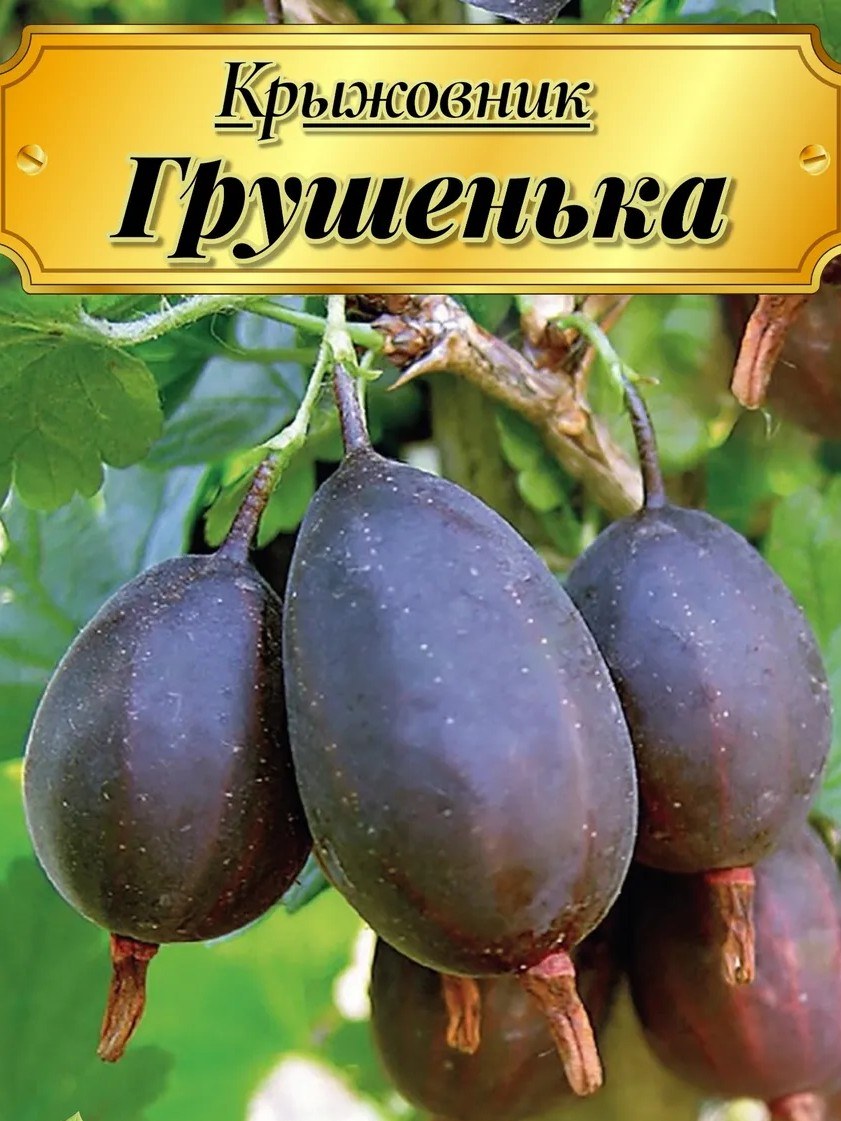 Крыжовник Грушенька