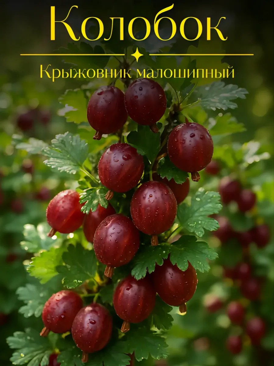 Крыжовник Колобок
