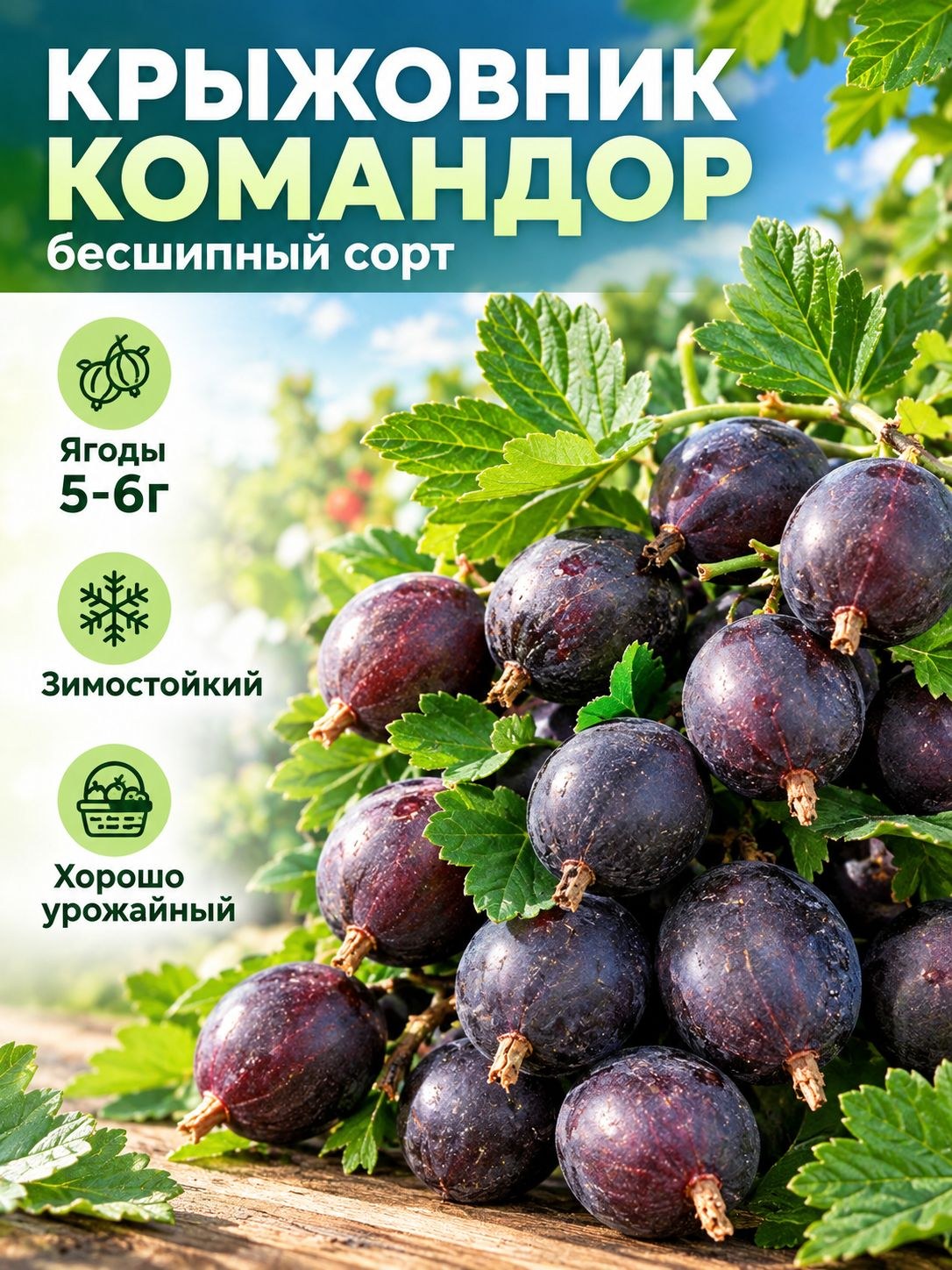 Крыжовник Командор