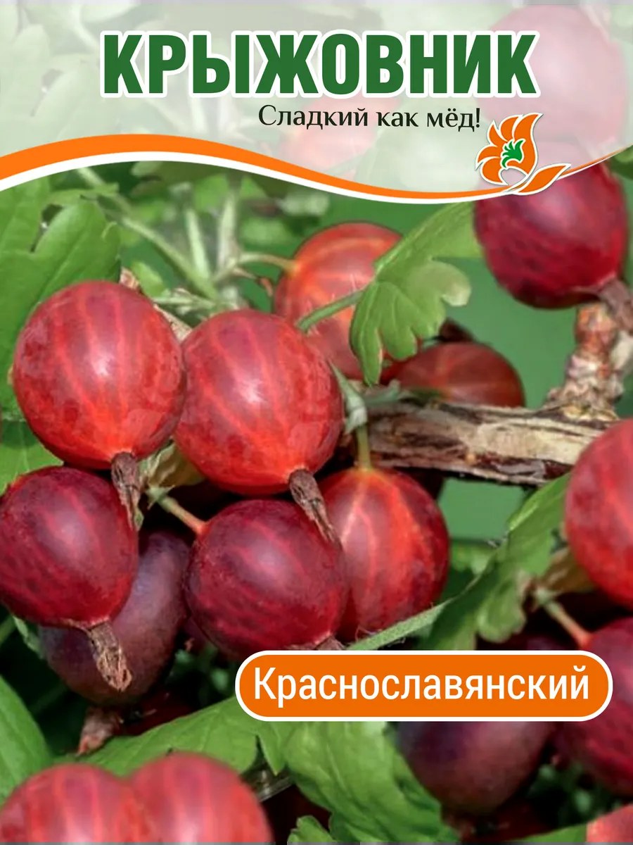 Крыжовник Краснославянский