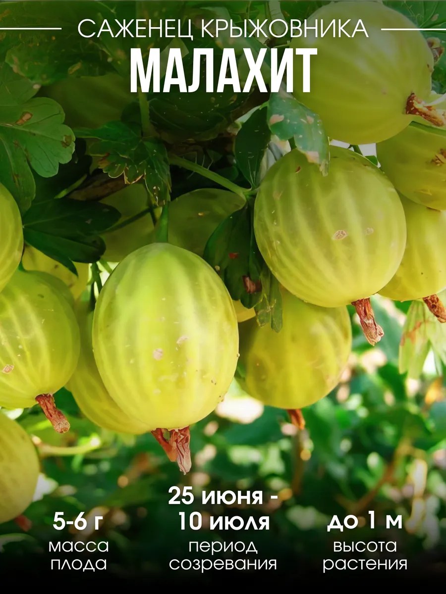 Крыжовник Малахит