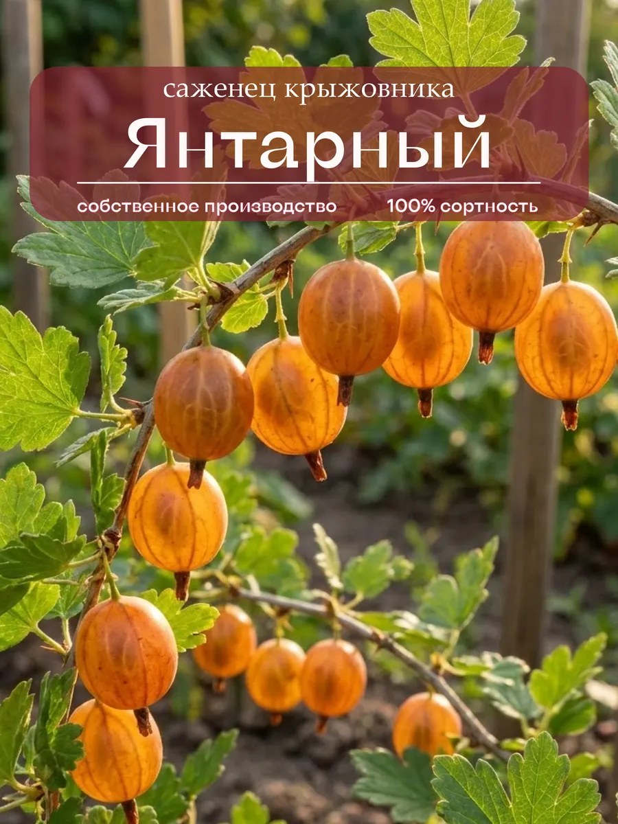 Крыжовник Янтарный