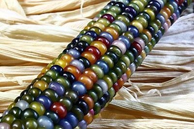 Кукуруза разноцветная Стеклянный самоцвет (Glass Gem)