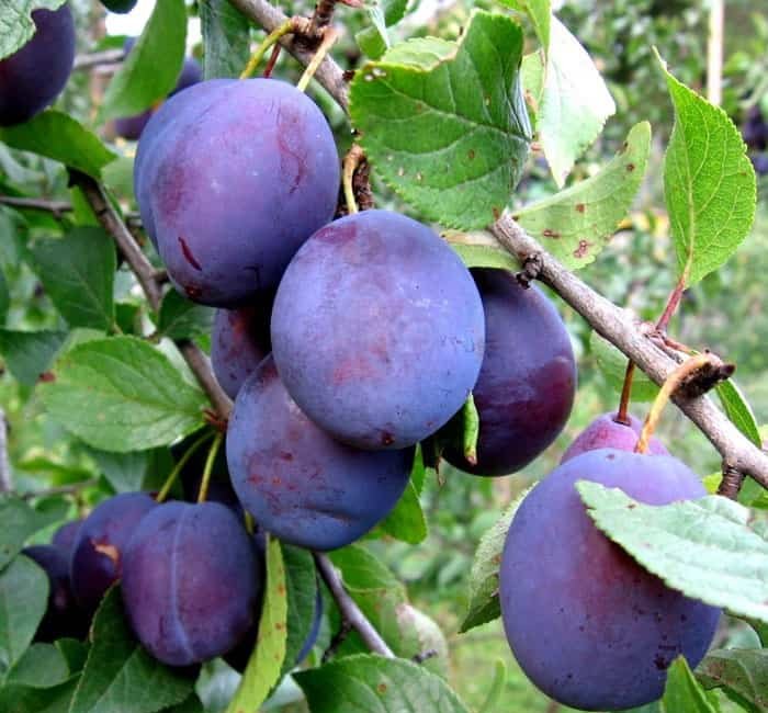 Слива Яичная синяя