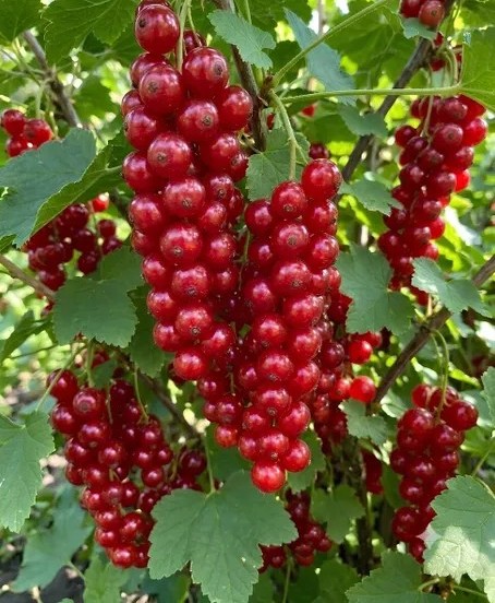 Смородина красная Дар Орла