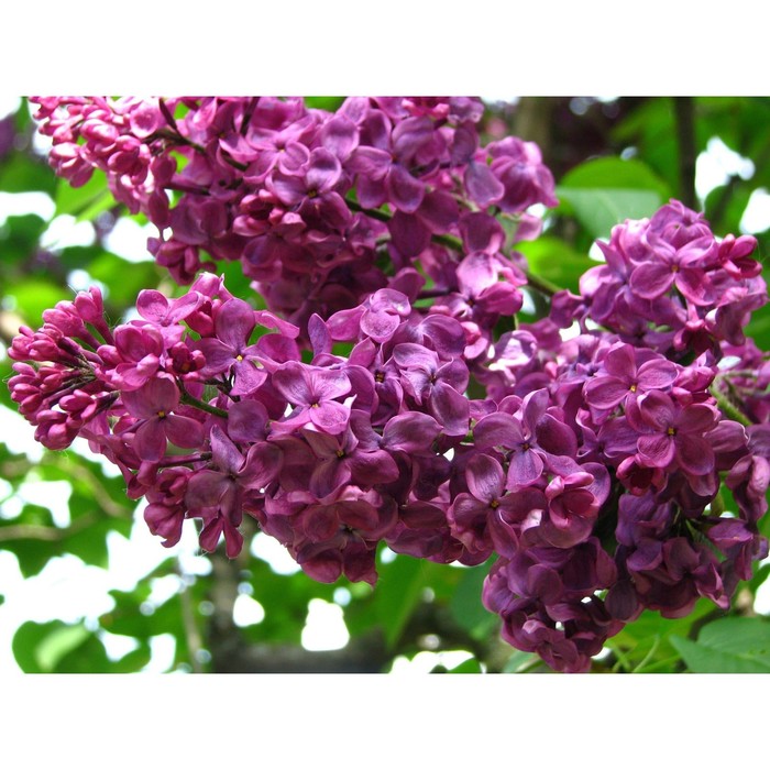 Сирень Красная Москва