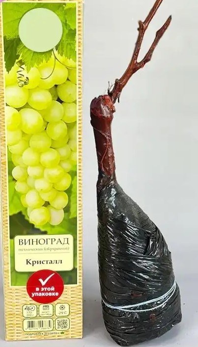 Саженец винограда Кристалл