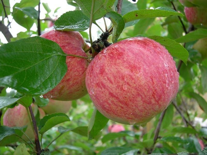 Яблоня Коричное полосатое