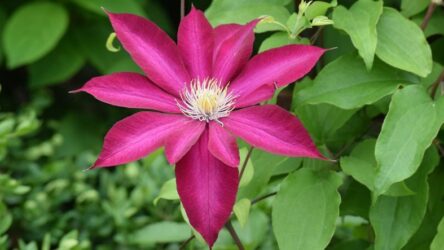 Клематис: описание, классификация сортов, выращивание, посадка и уход в открытом грунте (50 Фото & Видео) +Отзывы