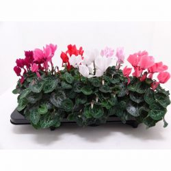 Цикламен: Описание, Выращивание, Уход | 75 Фото +Отзывы