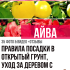 Сосна во дворе: секреты роста, народные приметы, хитрости посадки в открытом грунте и уход за ней (55+ Фото & Видео) +Отзывы