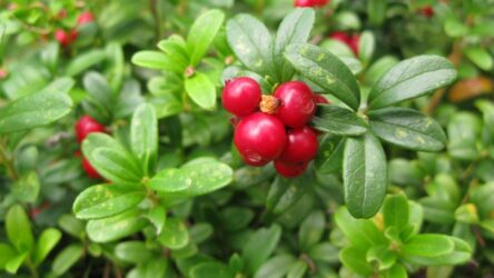 Брусника садовая: выращивание из семян и размножение кустарника, посадка и уход | (Фото & Видео) +Отзывы