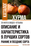 Хурма: описание и характеристика 9 лучших сортов. Ранние и поздние сорта (20 Фото & Видео) +Отзывы