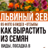 Цикламен — фиалка из луковицы: описание, выращивание из семян в домашних условиях, уход за растением, размножение и пересадка (75+ Фото & Видео) +Отзывы