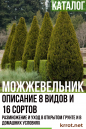 Быстрорастущие Многолетние Живые Изгороди: Описание, Фото