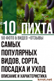Пихта: описание и характеристика 10 самых популярных видов, сорта, посадка и уход (50+ Фото & Видео) +Отзывы