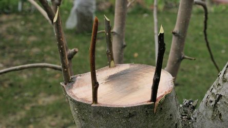 Прививка плодовых деревьев летом и весной: описание самых популярных видов (Фото & Видео)