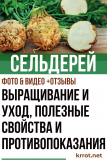 Сельдерей: описание, выращивание и уход, полезные свойства и противопоказания (Фото & Видео) +Отзывы