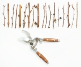 Заготовка черенков для прививки деревьев: основные сведения о черенках, когда заготавливать, хранение черенков в холодильнике | (Фото & Видео) +Отзывы