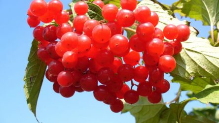 Ягода Калина Красная: и ее полезные свойства и противопоказания, 10 народных рецептов | (Фото & Видео) +Отзывы