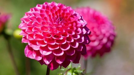 Георгины: посадка и уход в открытом грунте, описание 10 самых красивых сортов (100 Фото & Видео) +Отзывы