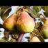 [ВИДЕО] Зимние сорта яблонь