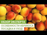 [ВИДЕО] Особенности абрикоса
