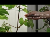 [ВИДЕО] Пасынкование винограда