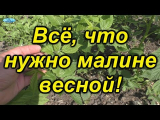 [ВИДЕО] Секреты выращивания малины