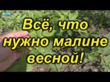 [ВИДЕО] Секреты выращивания малины