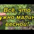 [ВИДЕО] Как посадить малину без ошибок