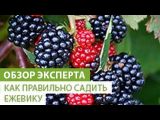 [ВИДЕО] Как правильно сажать ежевику
