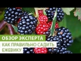 [ВИДЕО] Как правильно сажать ежевику