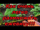 [ВИДЕО] Зимнее размножение ежевики