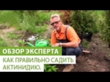 [ВИДЕО] Как правильно садить актинидию