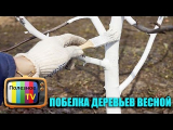 [ВИДЕО] Побелка деревьев весной
