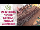 [ВИДЕО] Как заготовить черенки плодовых деревьев
