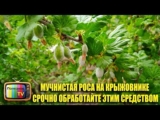 [ВИДЕО] Мучнистая роса на крыжовнике