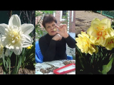 [ВИДЕО] Нарциссы
