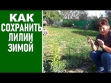 [ВИДЕО] Подготовка лилий к зиме