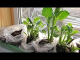 [ВИДЕО] Способ проращивания георгинов