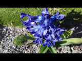 [ВИДЕО] Уход за гиацинтом
