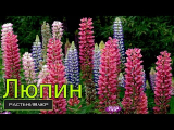 [ВИДЕО] Люпин посадка и уход
