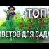 [ВИДЕО] Многолетние цветы