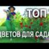 [ВИДЕО] Технология выращивания роз